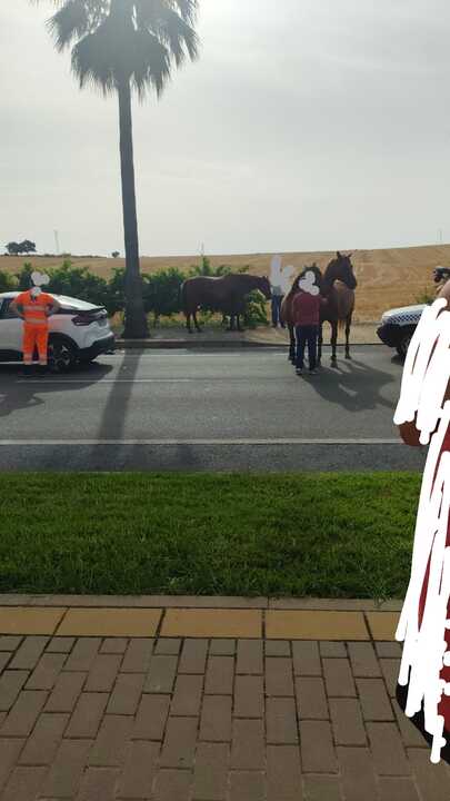 Accidente con caballos en Escacena-Chucena. Fuente: X José Antonio Cabrera