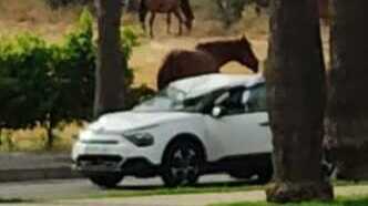 "Nada ha cambiado": José Antonio Cabrera denuncia otro accidente con caballos sueltos