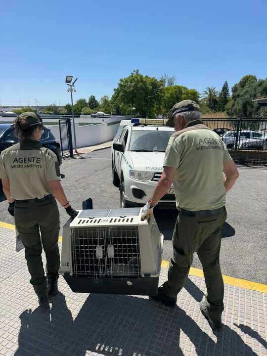Rescate de un flamenco herido en Cartaya. Fuente: Facebook Plataforma Policía Local de Cartaya