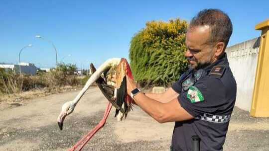 Rescatan un flamenco herido en Cartaya y lo trasladan a un centro especializado