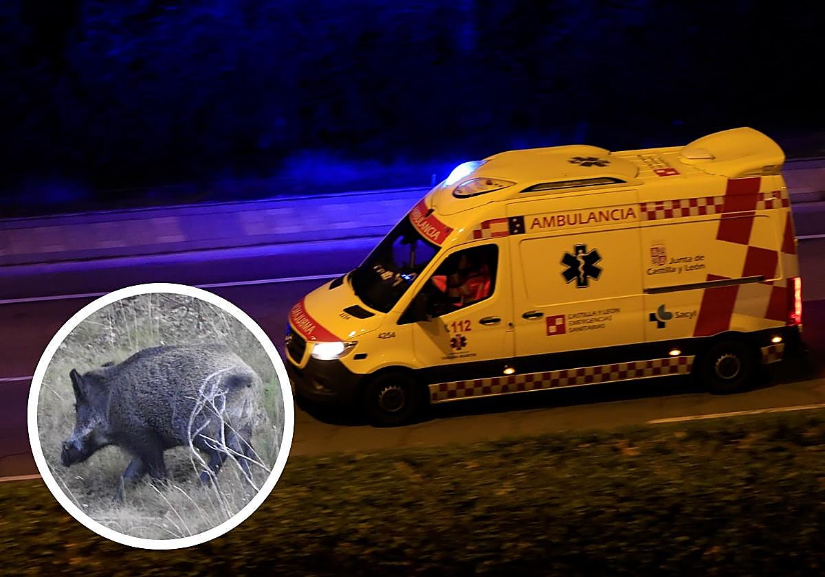 Accidente de tráfico en Salamanca: conductor herido tras colisionar con un jabalí en la carretera DSA-270