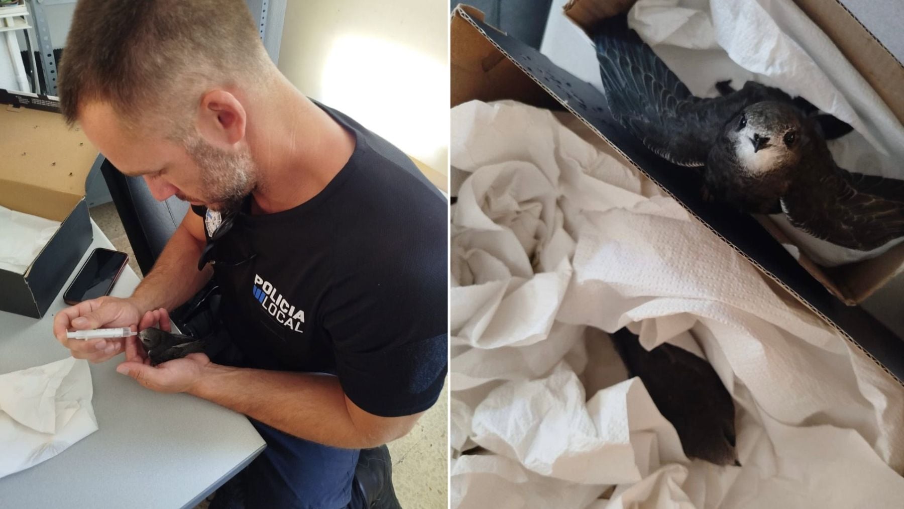 Agentes de la Policía Local de Alcúdia salvan a golondrinas desorientadas y deshidratadas