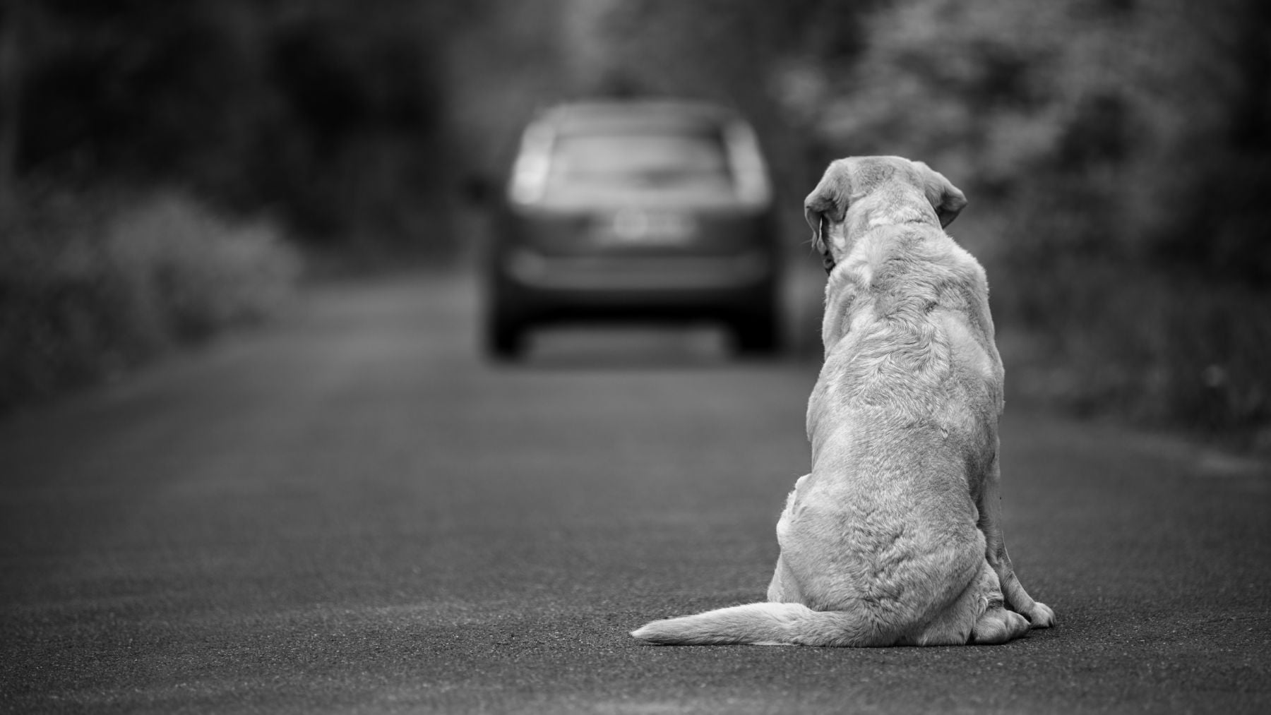 Multas de 10.000 euros en Ibiza a cada uno de los dueños de ocho perros y tres gatos abandonados