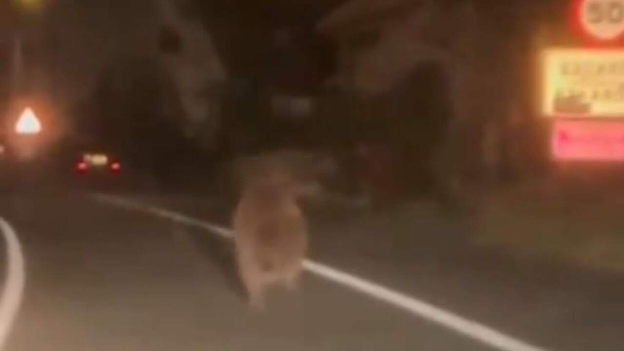 La sorprendente imagen de un oso pardo avanzando por el carril derecho de una carretera navarra