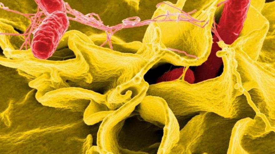 Más de 100 personas afectadas por un brote de salmonela en semillas germinadas de alfalfa