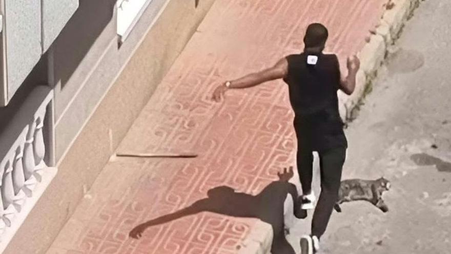 Expulsado a Colombia el hombre que mató a golpes al gato de su expareja en Torrevieja