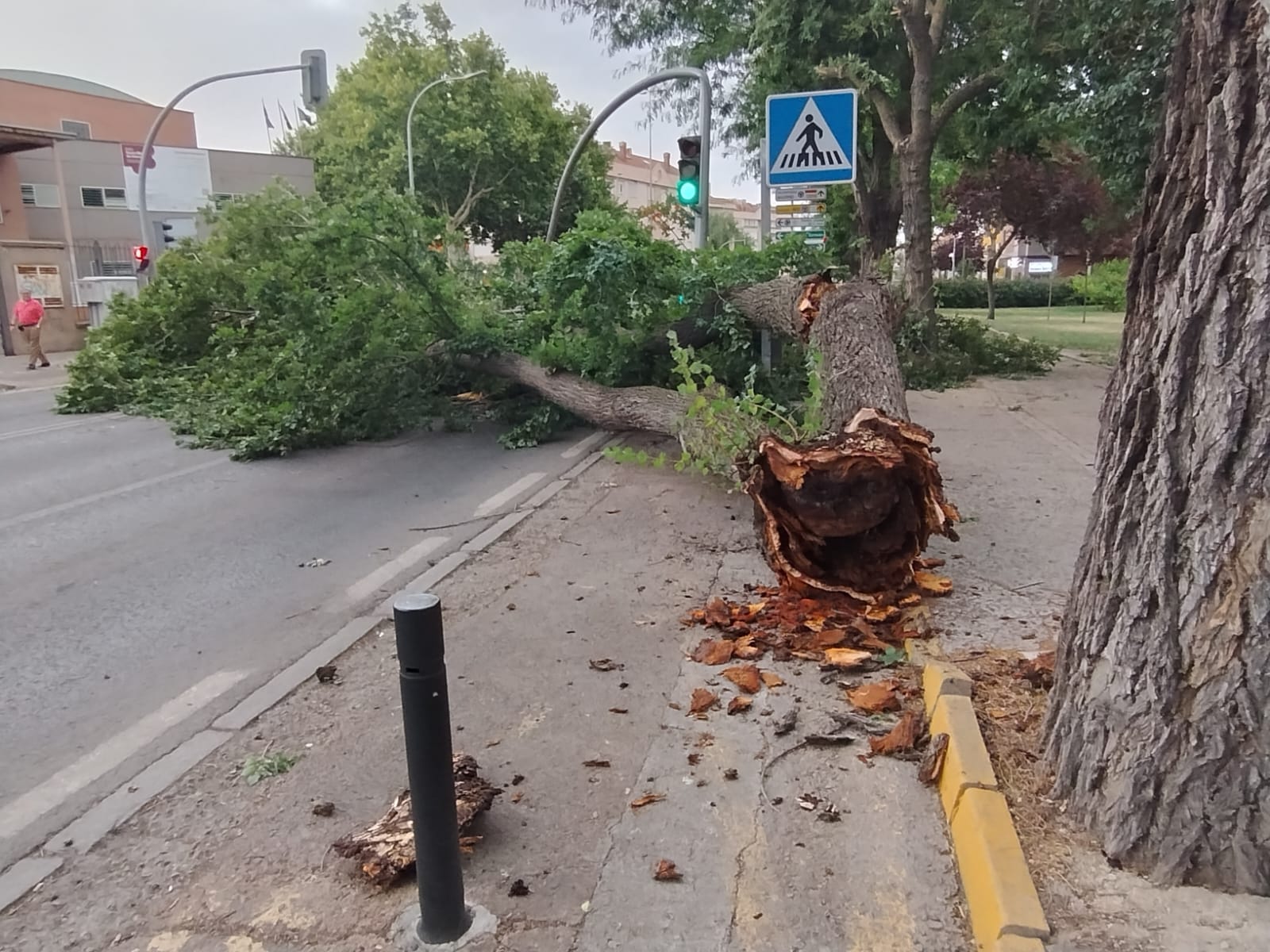 Desgajamiento de rama de olmo centenario en Ronda de Granada causa caos en la vía