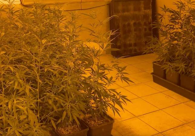 Desmanteladas tres plantaciones de marihuana en Pallejà, la Torre de Claramunt y Canyelles en operación policial «Cantonada Verda»