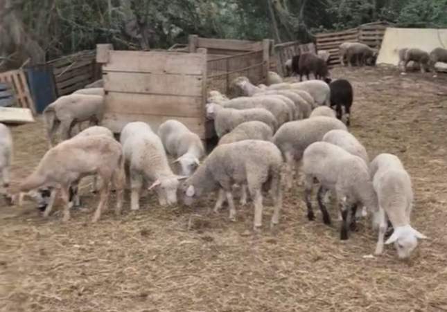 xais il·legals sant esteve sesrovires
