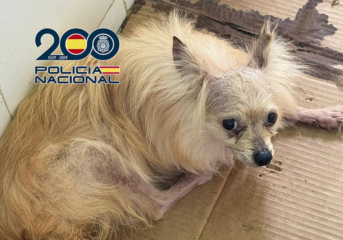 Desmantelan criadero ilegal en Vélez-Málaga: Detenidos por maltrato animal y procreación intensiva