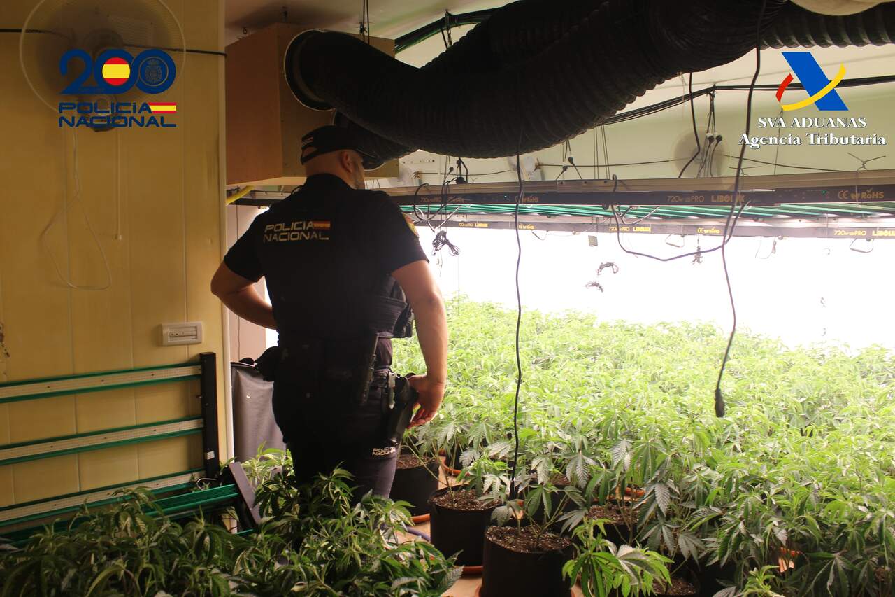 Desmantelada una plantación indoor de marihuana en una vivienda de Molina de Segura