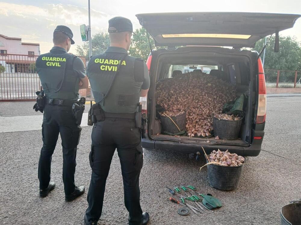 Dos detenidos por el hurto de 1.000 ajos en Peñafiel