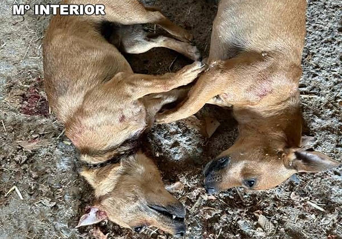 Detenido un hombre en Valsequillo por matar a dos perros a tiros con una carabina