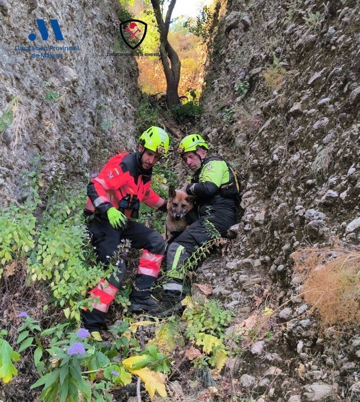 Heroico rescate en Ronda: Bomberos salvan a perro que cayó desde 60 metros en el Tajo