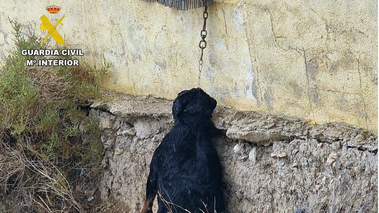 La Guardia Civil investiga a un vecino de Cieza por maltrato animal