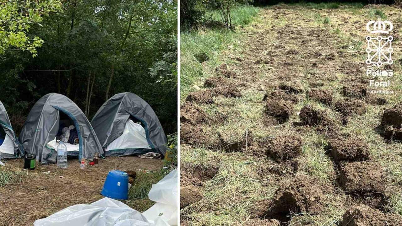 Tres personas huyen campo a través tras el hallazgo de casi 2.600 plantas de marihuana en Navarra