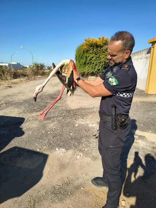 Rescate de un flamenco herido en Cartaya. Fuente: Facebook Plataforma Policía Local de Cartaya
