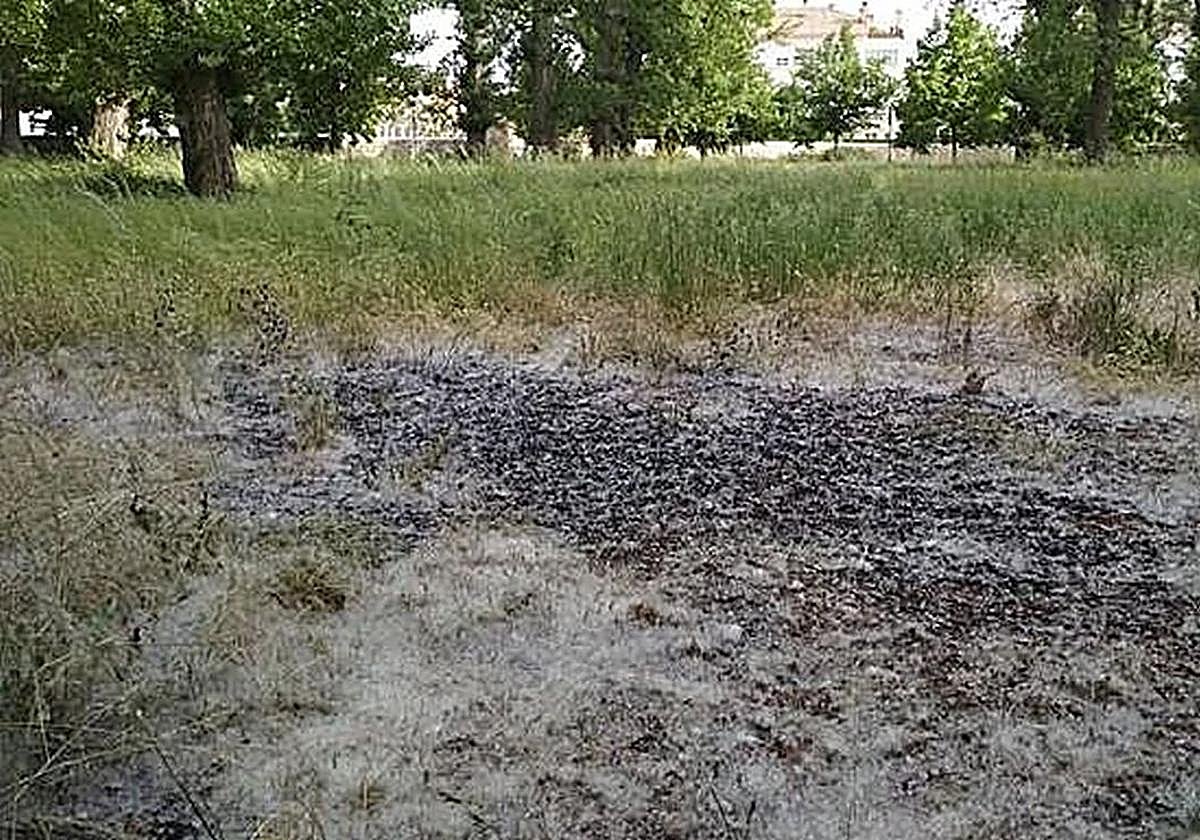 Los Bomberos sofocan un incendio de pelusas en Burgos
