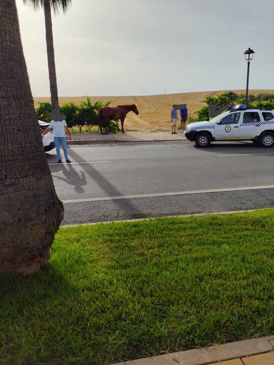 Accidente con caballos en Escacena-Chucena. Fuente: X José Antonio Cabrera