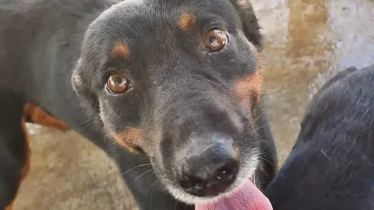 Alcarràs ordena intervenir doce perros