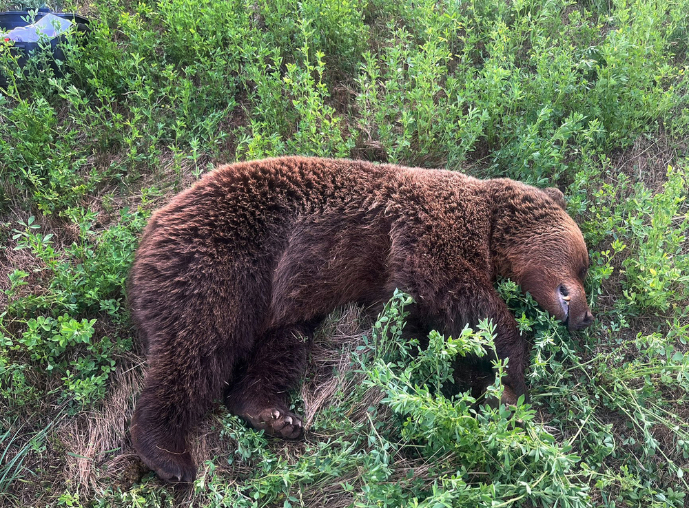 Un oso muere tras ser atropellado en la carretera C-626 en Cervera, Palencia