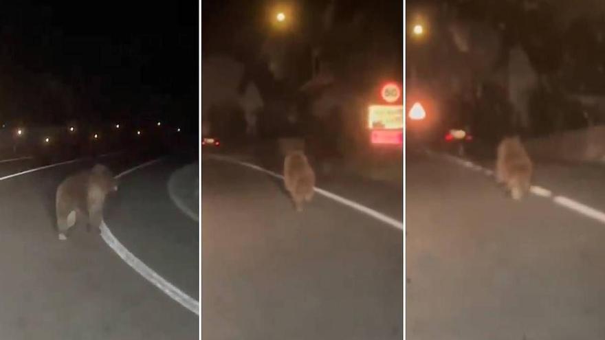 Avistan un oso pardo corriendo de madrugada por la carretera entre Otsagabia y Ezkaroze