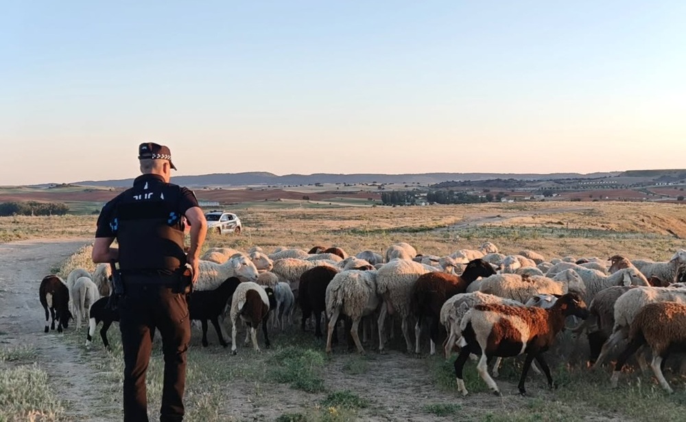 Atropellan a un rebaño de ovejas en el Camino de la Vereda