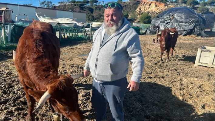 Vacas como animales de compañía: un vecino de Lepe gana su batalla en los tribunales