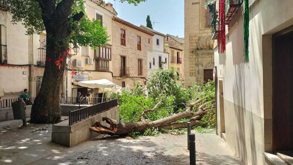Se desploma la rama de un árbol en la Plaza de la Bellota