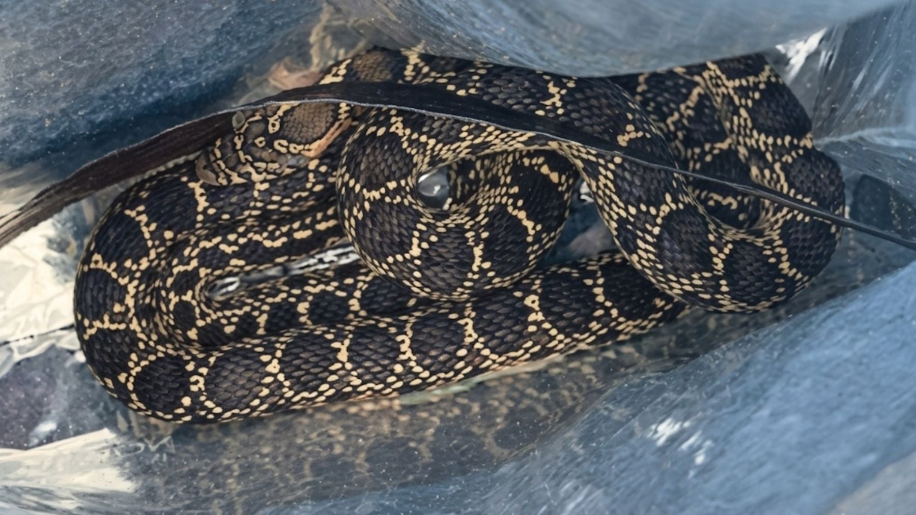 Una serpiente causa tensión en Son Ferriol al colarse en una vivienda y herir a un agente de la Policía Local de Palma