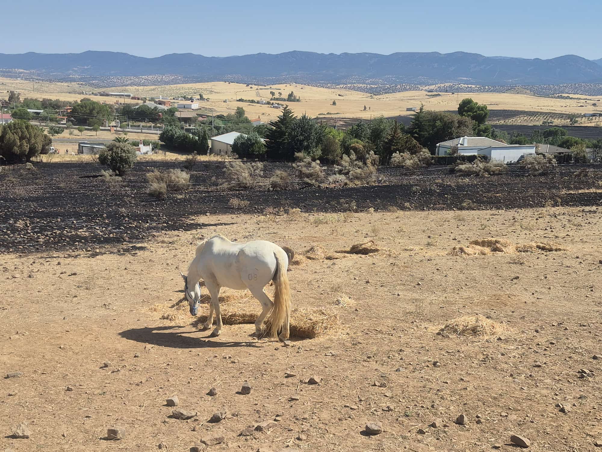 Controlado el incendio de Hinojosas y Cabezarrubias mientras los vecinos se unen al rescate de este bello rincón del Valle de Alcudia