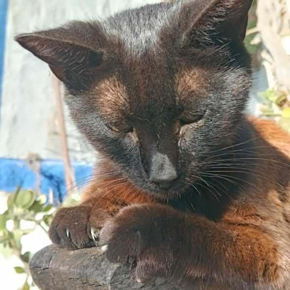 Uno de los gatos de Beny Costa. Fuente: Facebook Beny Costa