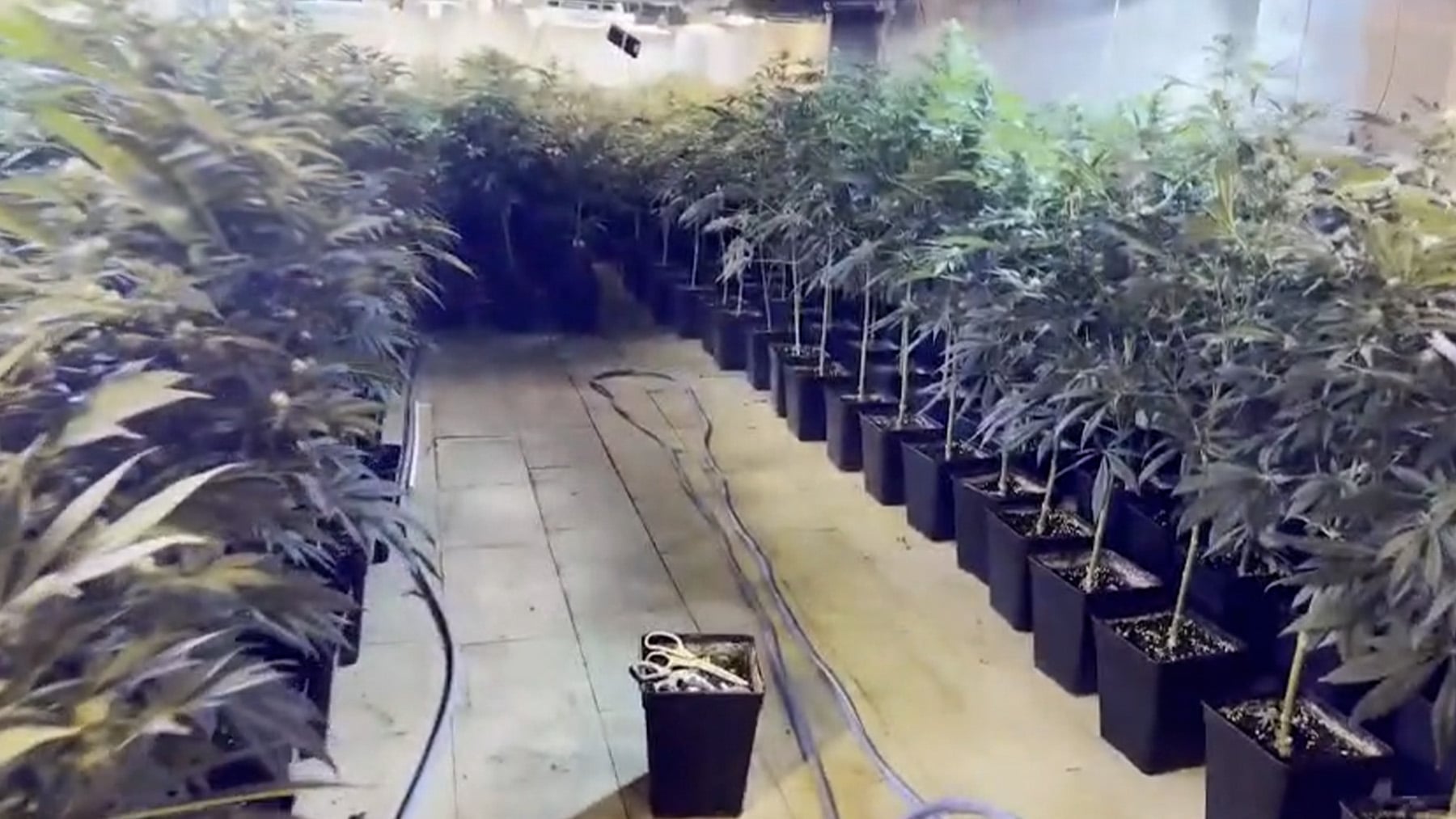Desarticulada red de tráfico de drogas en Manacor: 550 plantas de marihuana incautadas