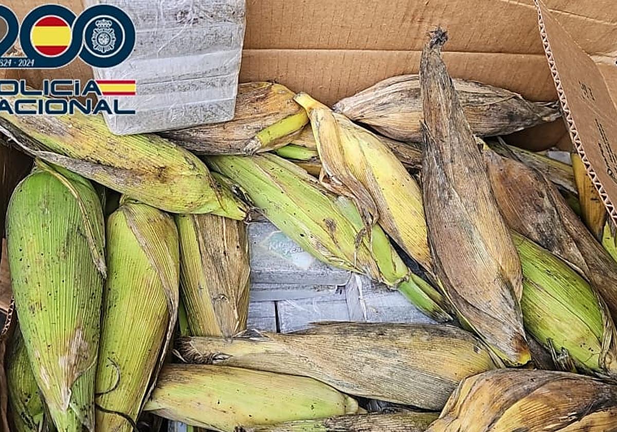 350 kilos de hachís ocultos entre piñas de millo: así operaba la red que distribuía droga en Canarias procedente de Marruecos