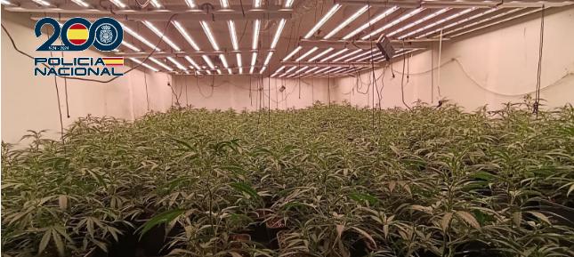 Desmantelan importante punto de cultivo de marihuana en Ciudad Real y detienen al responsable