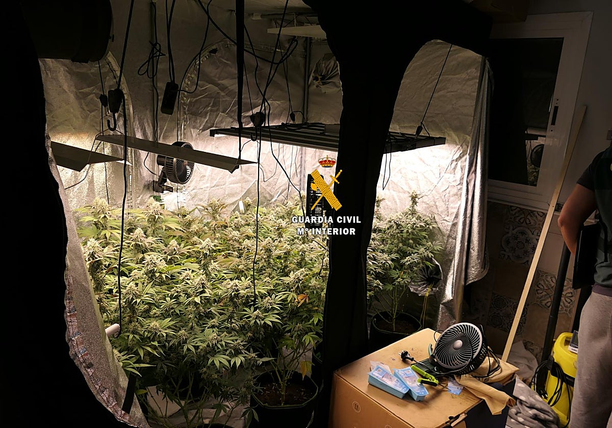 Desmantelan laboratorio clandestino de marihuana en Torrox: un detenido y un investigado tras aviso vecinal