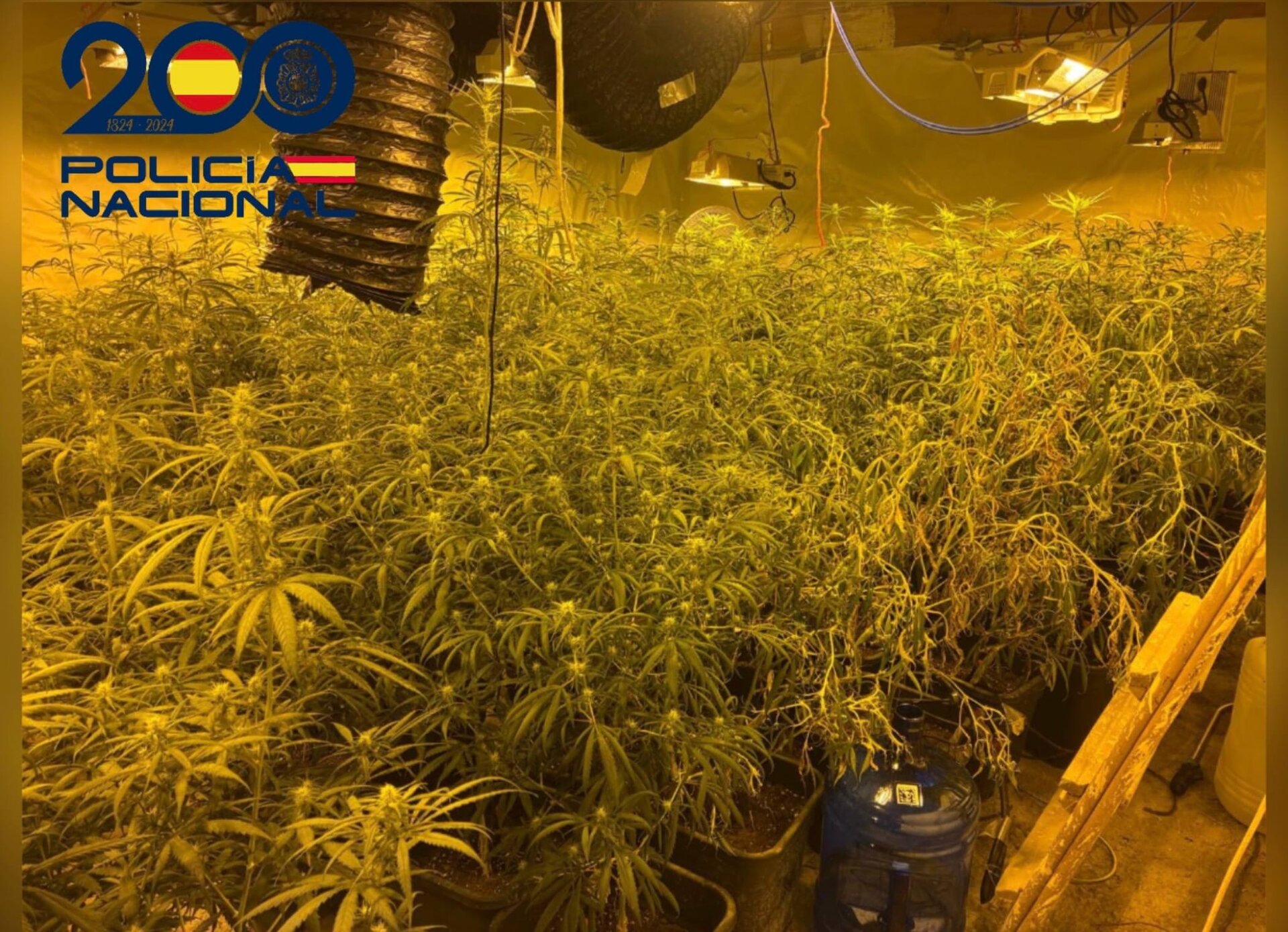 Desmantelan una plantación con 26 kilos de marihuana oculta en el sótano de una vivienda en Jaén