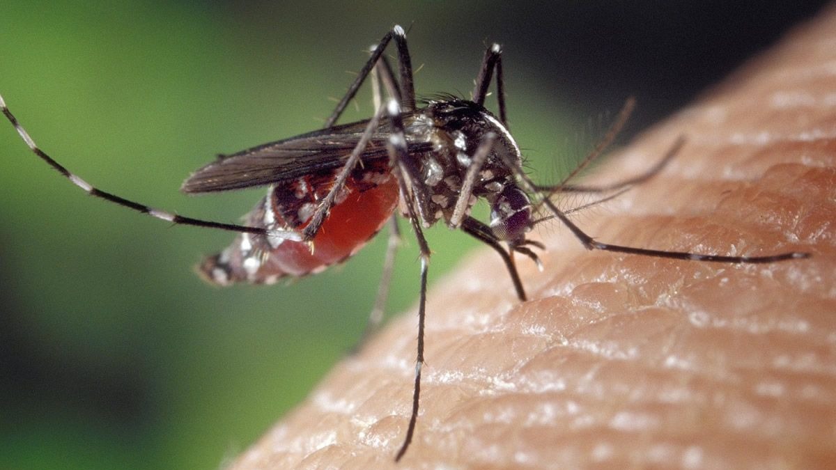 Detectan un caso de Virus del Nilo en un águila imperial en Hinojos