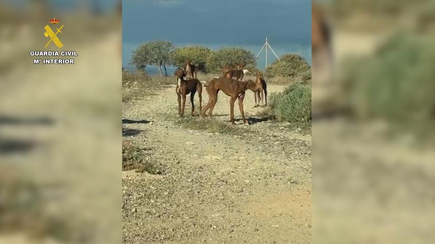 Detenido tras localizar en su finca 49 perros en graves condiciones de abandono en Tenerife