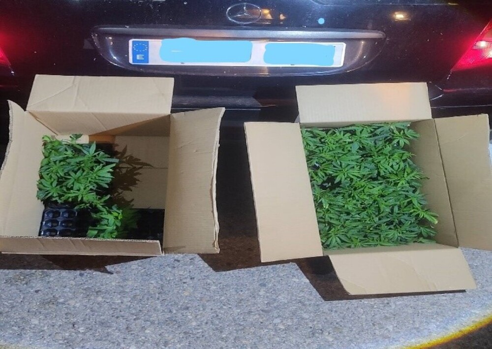 Detienen a una persona con 133 plantas de marihuana en la A-3