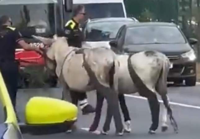 Dos burros causan caos en la ronda de Dalt de Barcelona