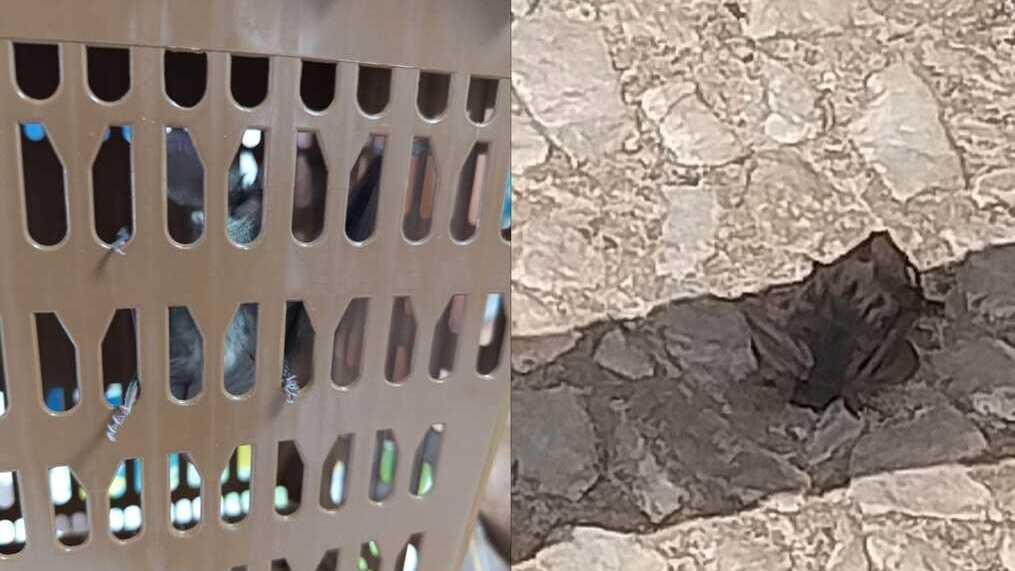 El Ayuntamiento de Alájar destaca la colaboración ciudadana en el rescate de especies protegidas: un murciélago orejudo y un polluelo de vencejo.