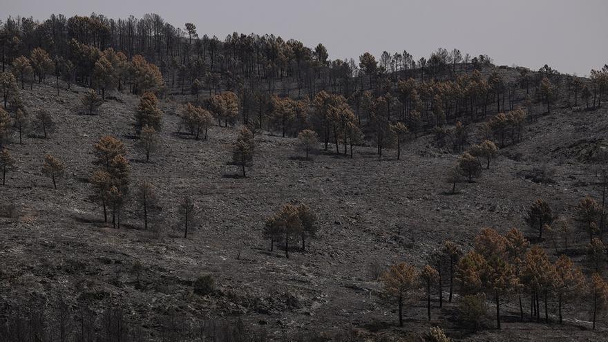 La lucha contra el fuego continúa en Guadalajara y otros puntos críticos
