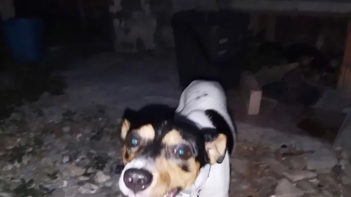 Soses, un crimen con testigo ‘mudo’