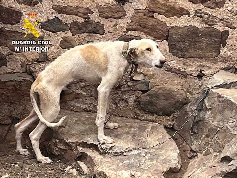 Nuevo caso de maltrato animal: investigado por tener a su perro deshidratado y desnutrido en una finca