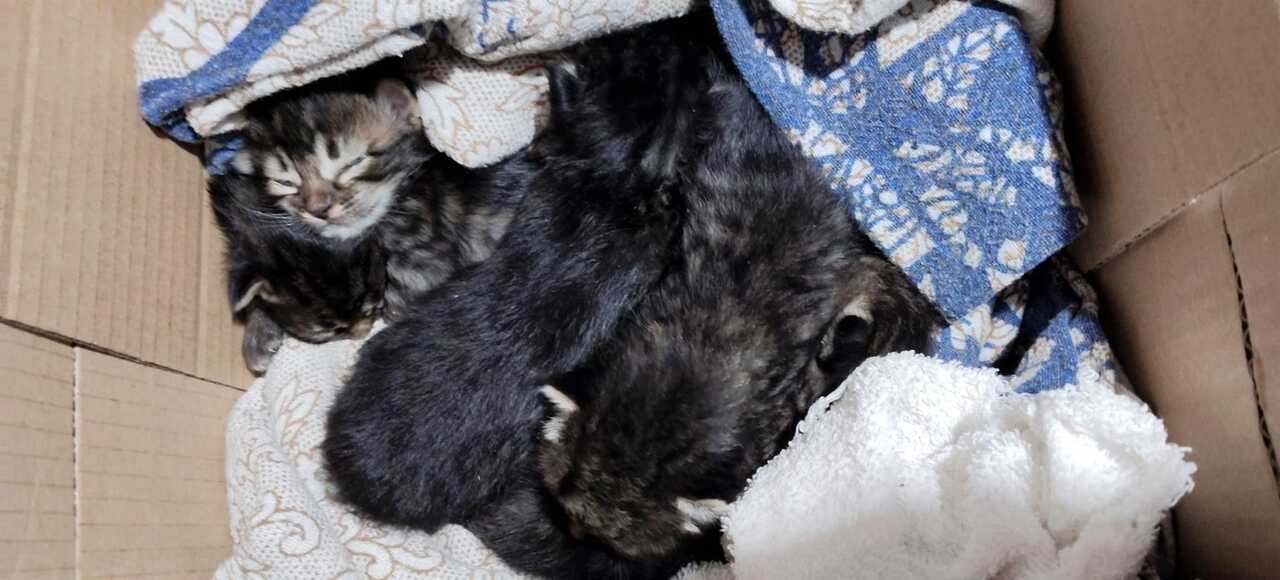 Golpe al maltrato animal: Investigado por abandonar cinco cachorros de gato en una caja