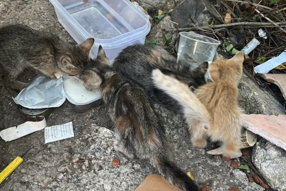 La asociación Bonamiko denuncia abandono de cachorros de gato y pide ayuda para encontrarles un hogar
