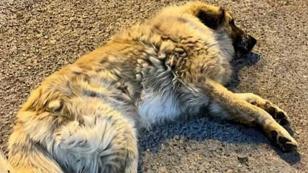Buscan un hogar urgente para un perro abandonado en Huelva: "Le han llegado a pegar por pedir comida"