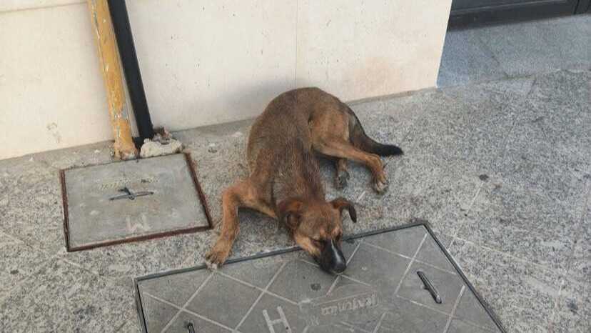 Buscan un hogar urgente para un perro abandonado en Moguer tras meses viviendo en la calle