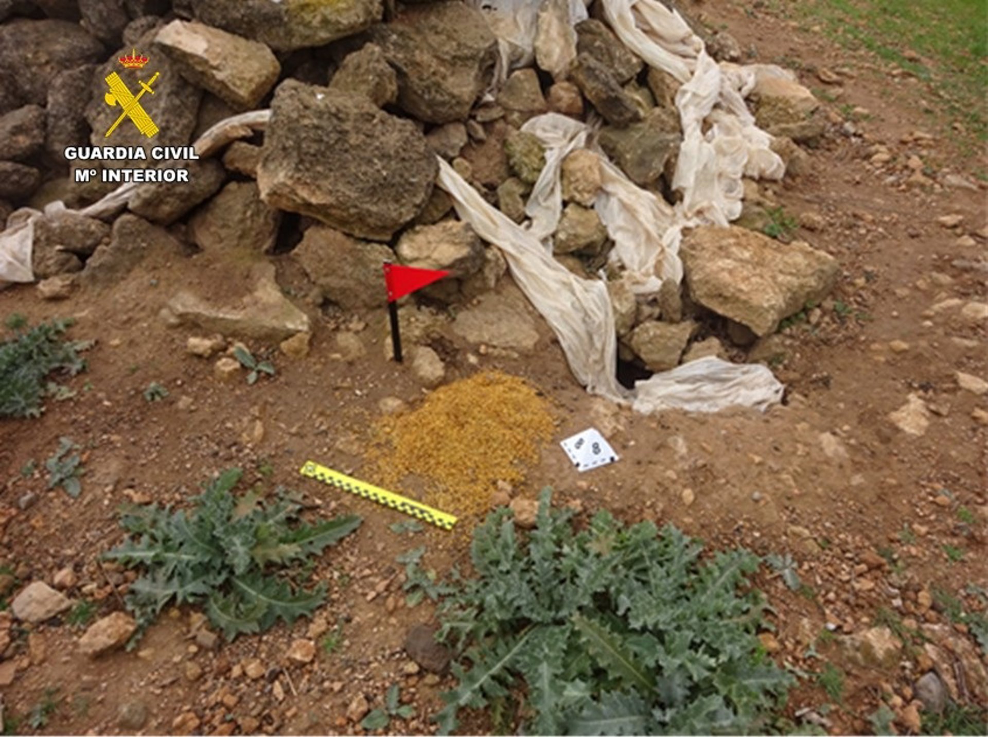 Tres investigados por usar veneno en el medio natura en Tomelloso Socuéllamos y Alcázar y envenenar un hurón